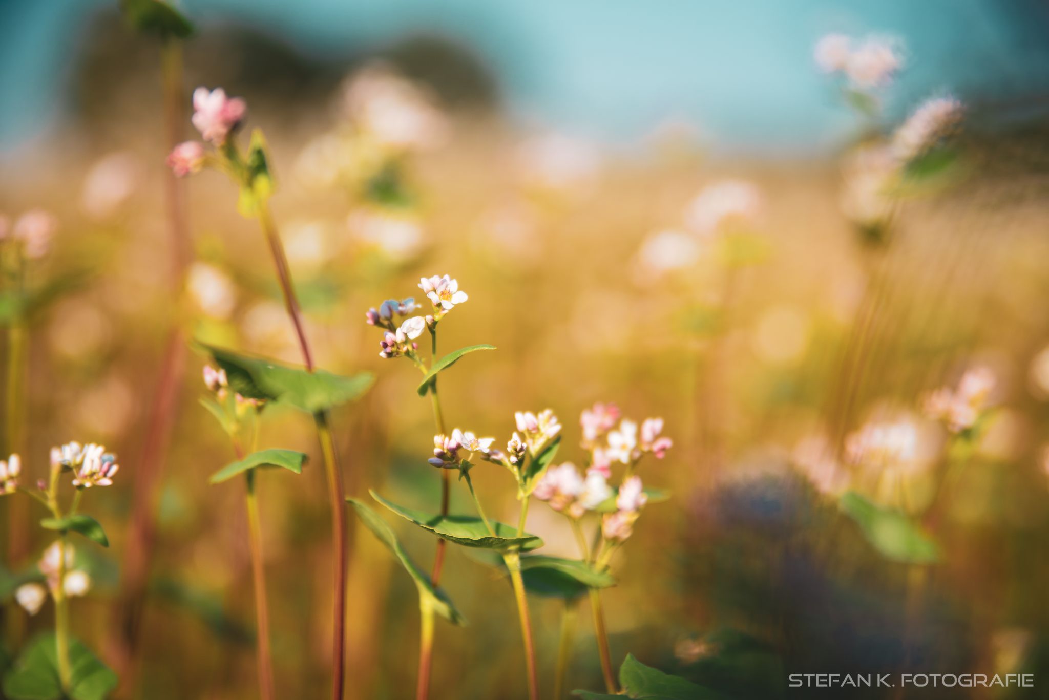 Spätsommerliche Blumenwiese